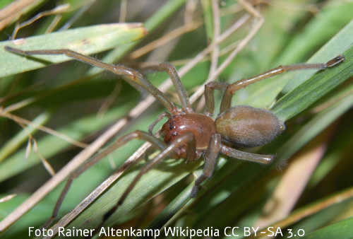 Ammen-Dornfinger (Cheiracanthium punctorium)