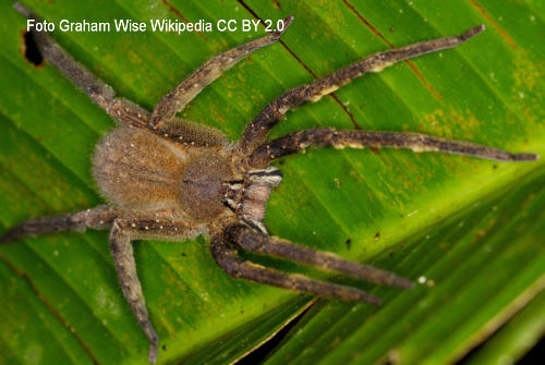 brasilianische Wanderspinne