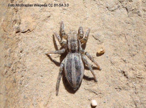 Gebnderte Bodenspringspinne