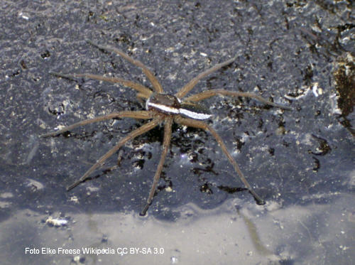 Gerandete Jagdspinne 