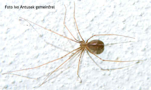 Kleine Zitterspinne