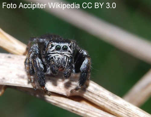 Schwarze Springspinne