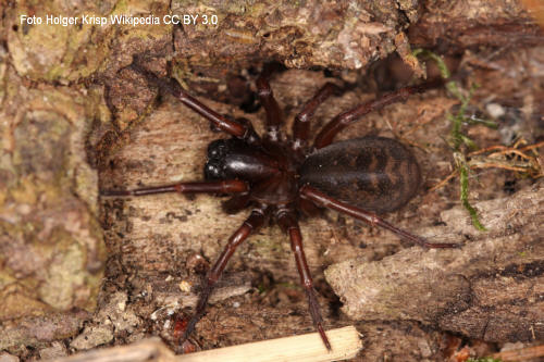 Erdfinsterspinne