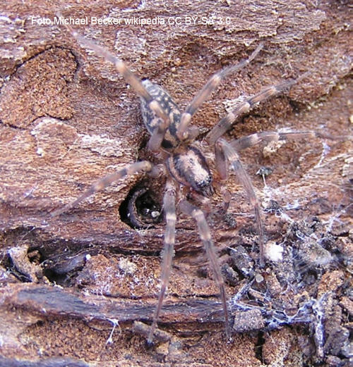 Feldspinne