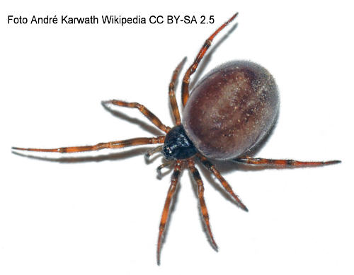 Fettspinne