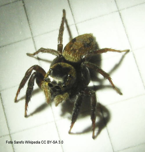 Gewchshausspinne