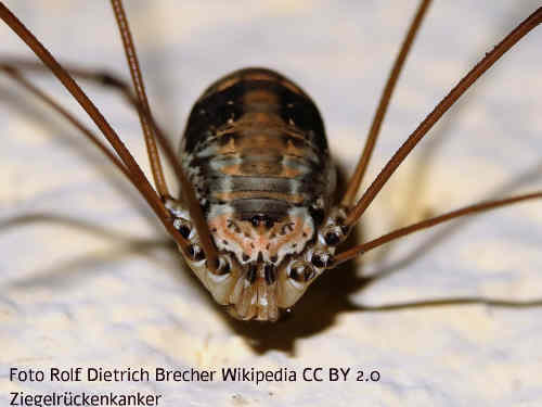 Ziegelrückenkanker Spinne